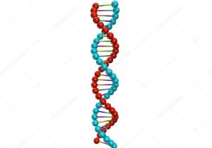 Dna the Double Helix Coloring Worksheet Key and Dna Structure isolated On White Background Stock H