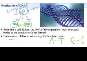 Dna the Double Helix Coloring Worksheet Key and Heather forrester Public Profile Bcontext