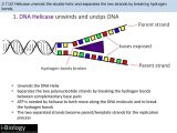 Dna the Double Helix Coloring Worksheet Key as Well as the Double Helix Dautehru