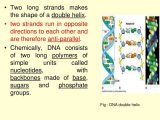 Dna the Double Helix Coloring Worksheet Key or Basics Of Molecular Biology Ppt