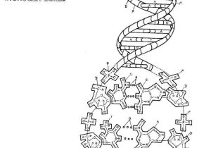 Dna the Double Helix Coloring Worksheet together with 43 Best Usmle Step 1 Images On Pinterest