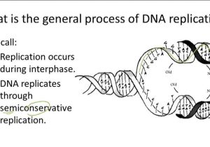 Dna the Double Helix Worksheet Along with Dna Structure and Replication