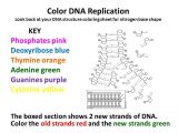 Dna the Double Helix Worksheet and Lovely Dna Replication Worksheet Answers Beautiful Dna