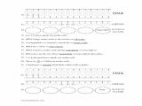 Dna the Double Helix Worksheet Answer Key Also Chapter 13 Rna and Protein Synthesis Worksheet Choice Image