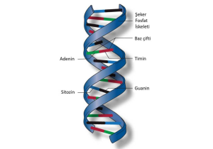 Dna the Double Helix Worksheet Answer Key together with Sanatsal Ei Ti M Dna Baz ifti Blse