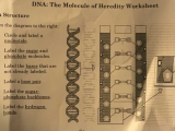 Dna the Molecule Of Heredity Worksheet Along with Dna the Molecule Heredity Worksheet Answers the Best Worksheets