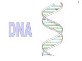 Dna the Molecule Of Heredity Worksheet Answers or Dna
