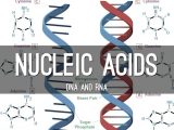 Dna the Molecule Of Heredity Worksheet Answers together with Nucleic Acids by Stephany Angel