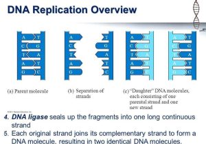 Dna the Molecule Of Heredity Worksheet as Well as Dna the Molecule Heredity Worksheet Elegant 62 Best Genetics