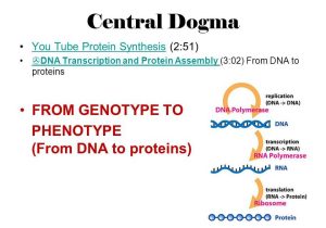 Dna to Rna to Protein Worksheet and From Dna to Protein and Viruses and Bacteria Ppt Video Online