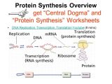 Dna to Rna to Protein Worksheet with From Dna to Protein and Viruses and Bacteria Ppt Video Online