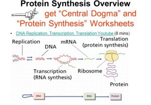 Dna to Rna to Protein Worksheet with From Dna to Protein and Viruses and Bacteria Ppt Video Online