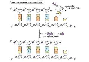 Dna Transcription and Translation Worksheet as Well as Molecular Mechanism Of Dna Replication Article