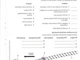 Dna Transcription and Translation Worksheet or Dna Structure Worksheet Answers New Replication Dna Diagram Luxury