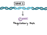Dna Transcription and Translation Worksheet or Intro to Gene Expression Central Dogma Article