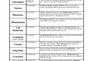 Dna Transcription and Translation Worksheet together with 16 Awesome Worksheet Dna Rna and Protein Synthesis