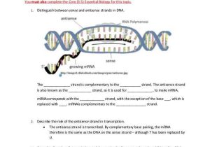 Dna Unit Review Worksheet with Transcription and Translation Worksheet Answers