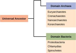 Domains and Kingdoms Worksheet with Prokaryote Classification and Diversity Article