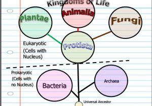Domains and Kingdoms Worksheet with Taxonomy and Classification Lesson Powerpoint