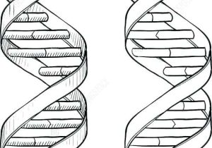 Double Helix Coloring Worksheet Answers and Biology Coloring Pages Biology Coloring Page Human Biology Coloring