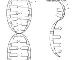Double Helix Coloring Worksheet Answers or Dna Coloring Worksheet & 630 X 878 ""sc" 1"st" "alabiasafo