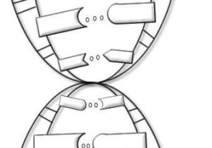 Double Helix Coloring Worksheet Answers together with 71 Best Dna and Protein Synthesis Images On Pinterest