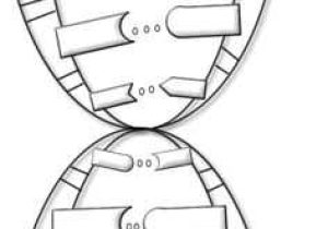 Double Helix Coloring Worksheet Answers together with My Nmsi Dna & Rna Models My Biology Class Pinterest