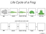Draw A Food Web Worksheet as Well as Kindergarten Sequencing events Worksheets for Kindergarten P