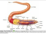 Earthworm Dissection Worksheet Along with Earthworm Anatomy Worksheet Beautiful Earthworm Diagram