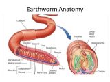 Earthworm Dissection Worksheet Along with Niedlich Bauchorgan Anatomie Zeitgenössisch Menschliche Anatomie