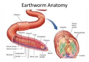 Earthworm Dissection Worksheet Along with Niedlich Bauchorgan Anatomie Zeitgenössisch Menschliche Anatomie
