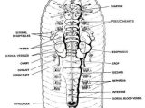 Earthworm Dissection Worksheet Also 34 Best Dissections Images On Pinterest