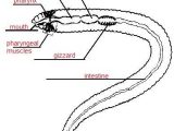 Earthworm Dissection Worksheet Also Earthworm Anatomy Worksheet Inspirational Earthworm Diagram