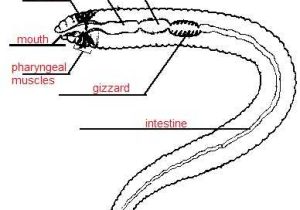 Earthworm Dissection Worksheet Also Earthworm Anatomy Worksheet Inspirational Earthworm Diagram