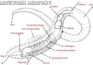 Earthworm Dissection Worksheet and Earthworm Anatomy Worksheet Beautiful Earthworm Diagram