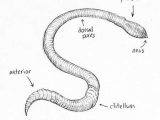 Earthworm Dissection Worksheet as Well as Sketch Earthworm