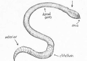 Earthworm Dissection Worksheet as Well as Sketch Earthworm