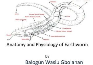 Earthworm Dissection Worksheet or Earthworm Anatomy Lovely Earthworm Diagram