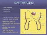 Earthworm Dissection Worksheet together with Earth Worm Surendran K Ppt Video Online