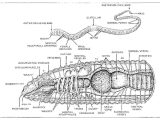 Earthworm Dissection Worksheet with Earthworm Anatomy Worksheet Lovely Earthworm Respiration System