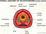 Earthworm Dissection Worksheet with Internal Anatomy Of An Earthworm so Pretty who Knew
