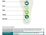 Ecological Footprint Calculator Worksheet or 7 Best Ecological Footprint and Environmental issues Images On