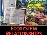 Ecological Relationships Worksheet or Ecosystem Relationships Interactive Notebook Pages