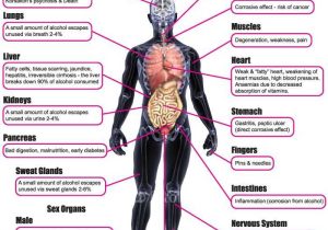 Effects Of Alcohol Worksheet and 14 Best Obesity Smoking and Alcohol Effects Images On Pinterest