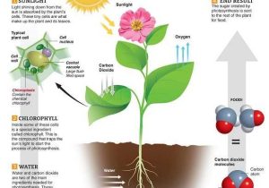 Effects Of Co2 On Plants Worksheet Answers Also 169 Best Cell Processes Images On Pinterest
