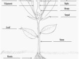 Effects Of Co2 On Plants Worksheet Answers as Well as 231 Best Science Images On Pinterest