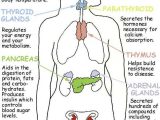 Endocrine System Worksheet Along with 14 Best Anatomy Endocrine System Images On Pinterest