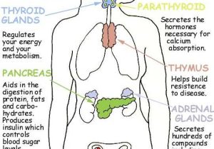 Endocrine System Worksheet Along with 14 Best Anatomy Endocrine System Images On Pinterest