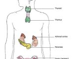 Endocrine System Worksheet Along with 75 Best Human Body Images On Pinterest
