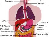Endocrine System Worksheet Along with Digestive System Anatomy